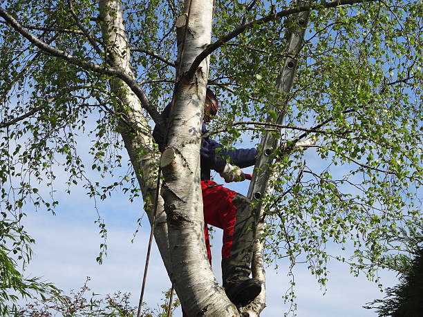 How Our Tree Care Process Works  in  Maud, TX